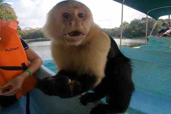 7 Days in Panama Panama Itinerary How to Spend 7 Days monkey island tour panama