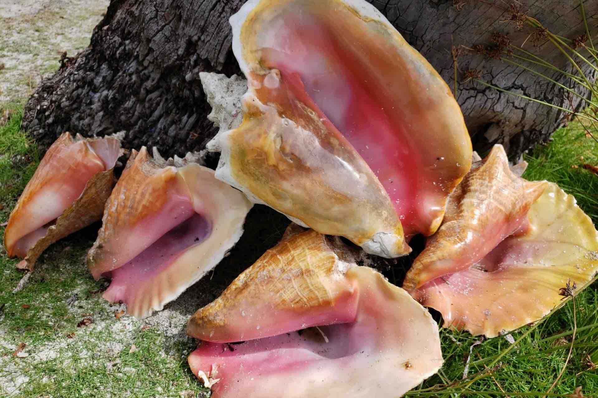 San Blas islands conch shells