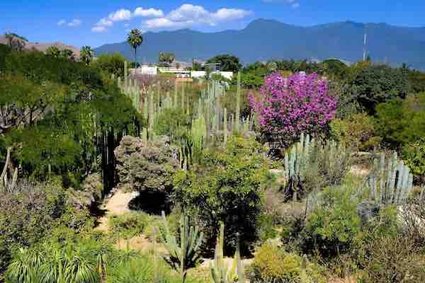 jardín botánico de Oaxaca tours en Oaxaca
