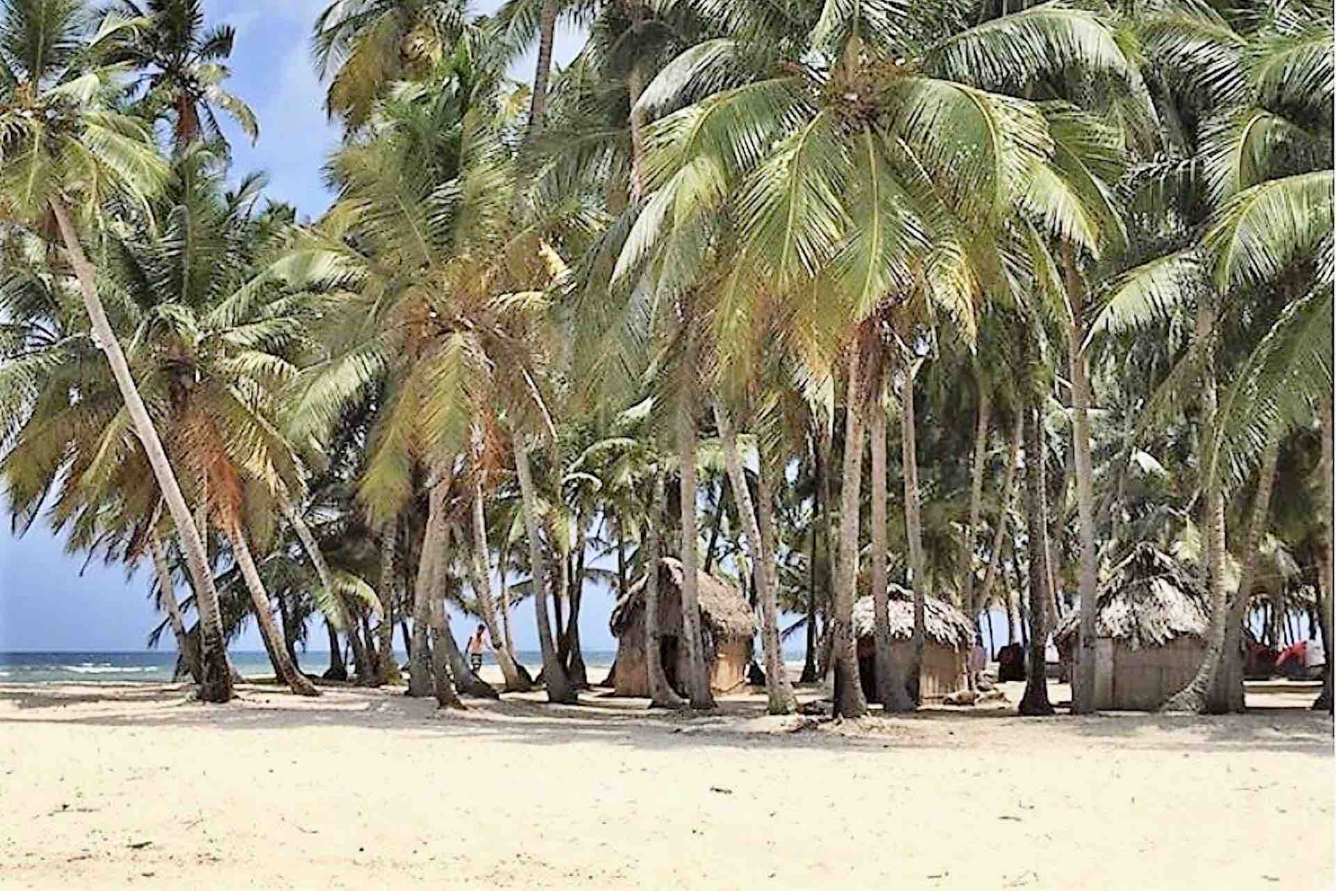 San Blas Isla Aroma beach palm trees