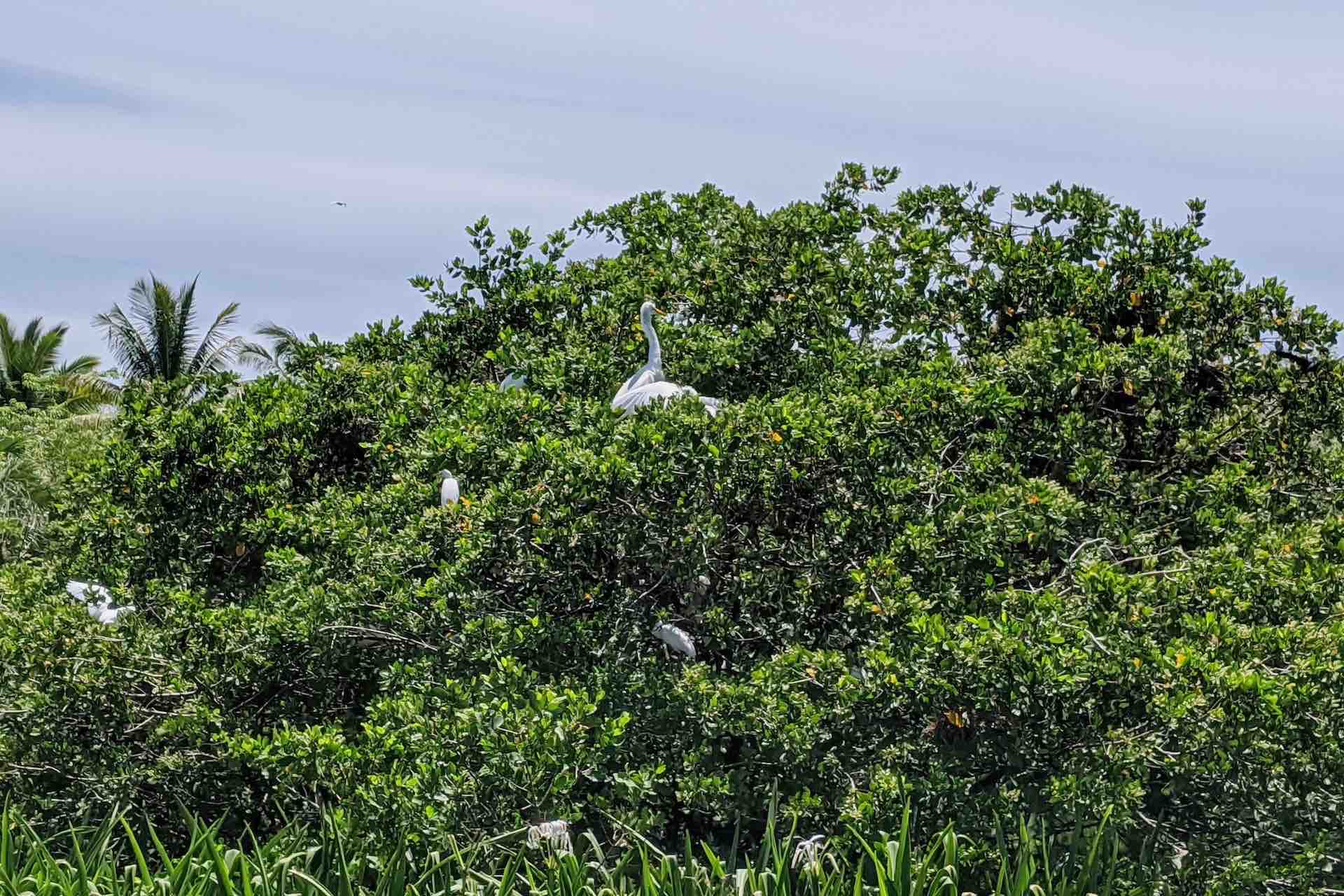 Huatulco Tours La Ventanilla Mazunte birds in mangrove trees