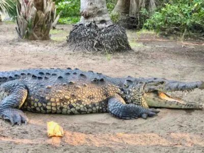 Huatulco Tours La Ventanilla Cocodrilo Mazunte con la boca abierta