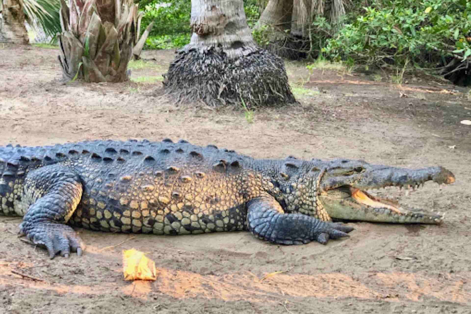 Huatulco Tours La Ventanilla Mazunte crocodile with mouth open