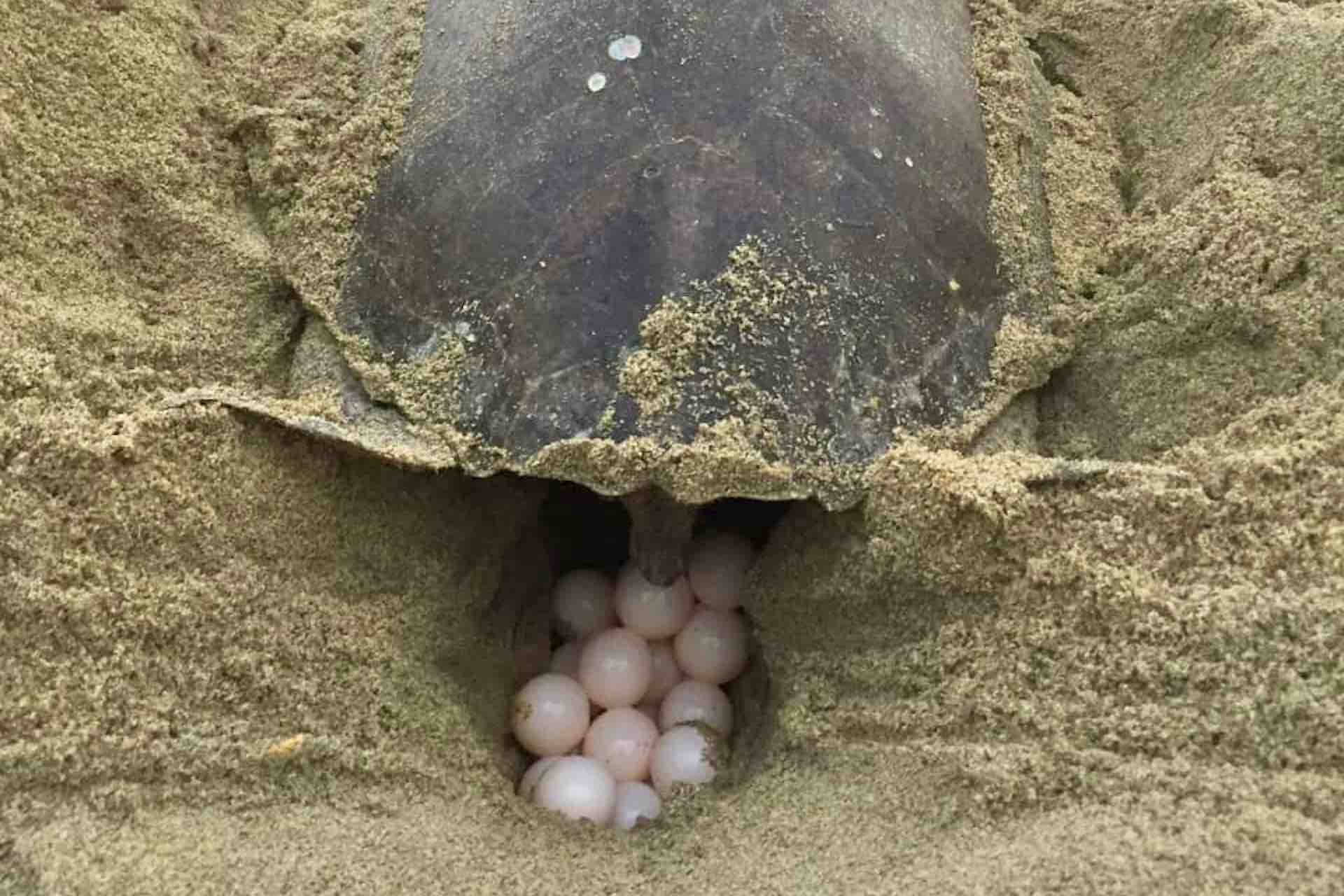 Huatulco Tours La Ventanilla Mazunte turtle laying eggs