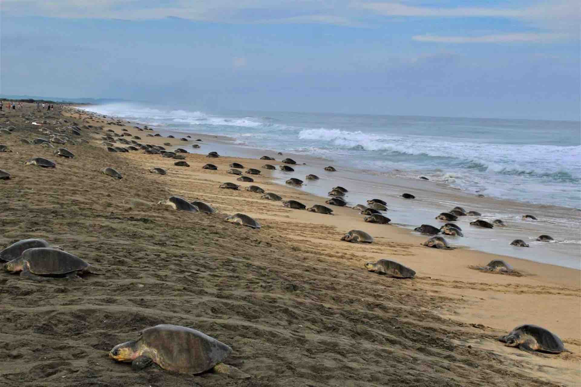 Huatulco Tours La Ventanilla Mazunte turtle spawn beach