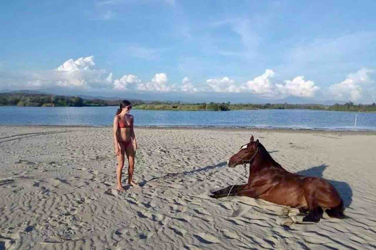 Beach Horseback riding horse lying down on beach