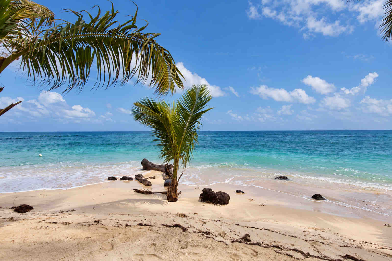 Young palm tree beside gentle waves and a sandy shoreline on a San Blas beach trip