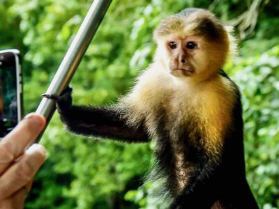 Monkey posing for photo during monkey island tour in panama