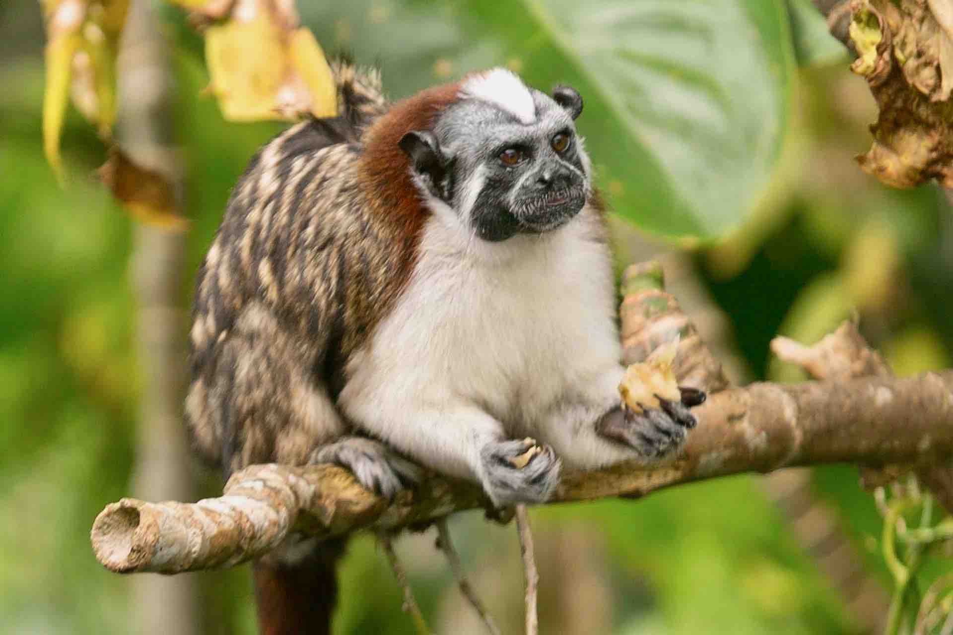 monkey island Panama tour monkey sitting on tree branch