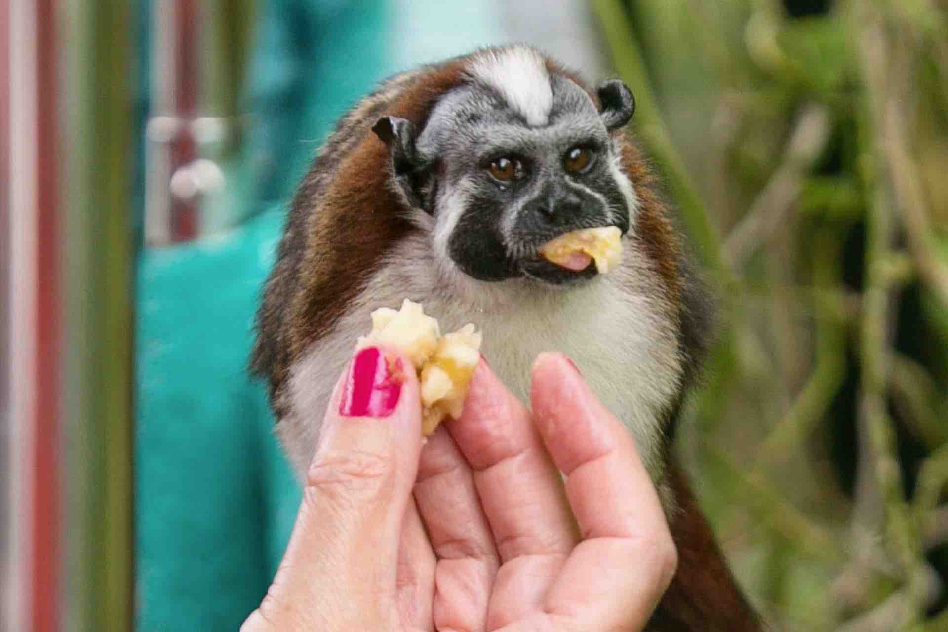 monkey island Panama tour Titi-or-Tamarin-monkey being fed