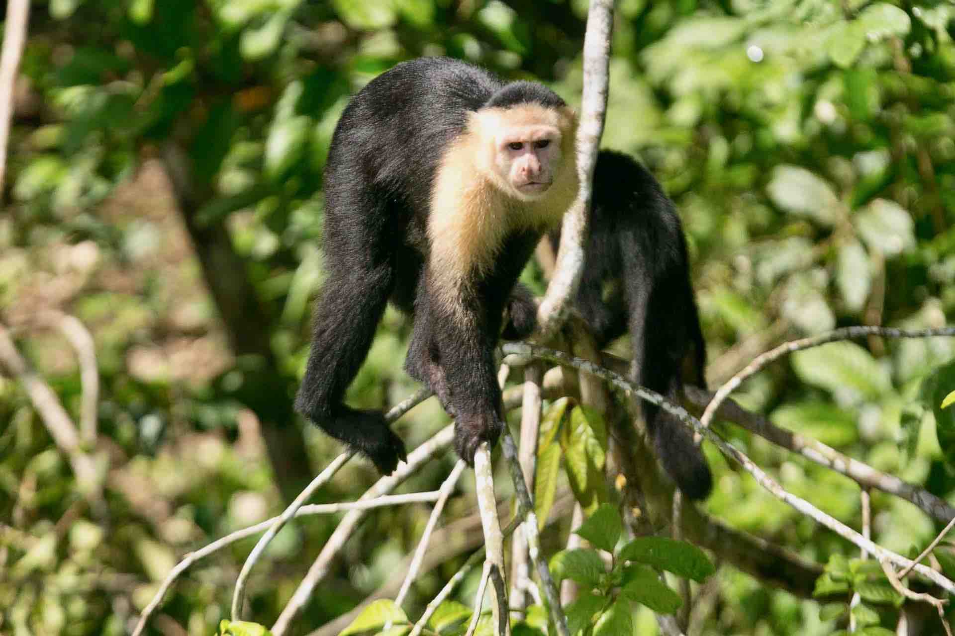 Panama Embera Monkey Island Panama White-faced-capuchin in tree