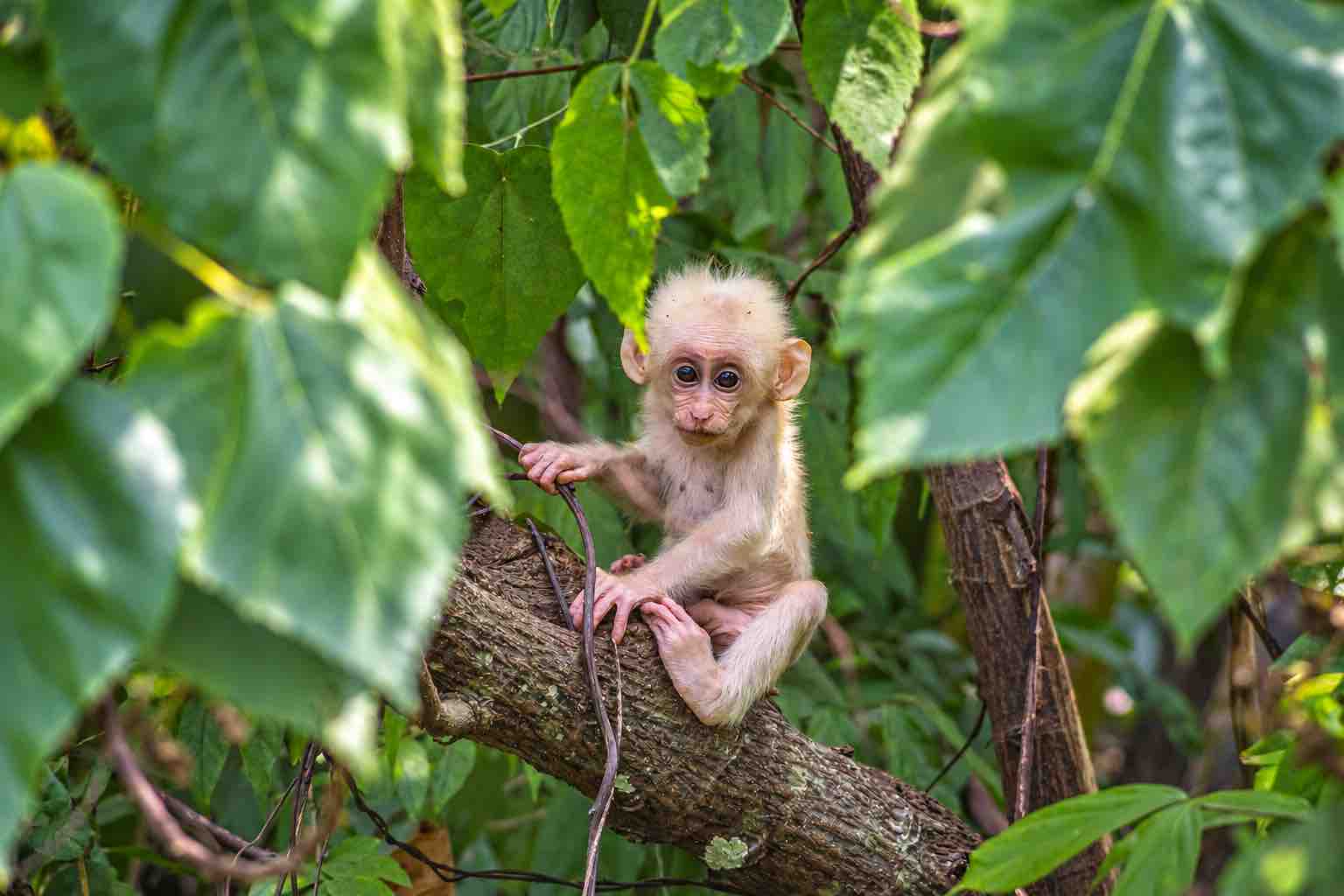 Baby Monkey on Monkey Island, Panama Baby monkey sitting on a tree branch during a Monkey Island and Embera Village Tour in Panama