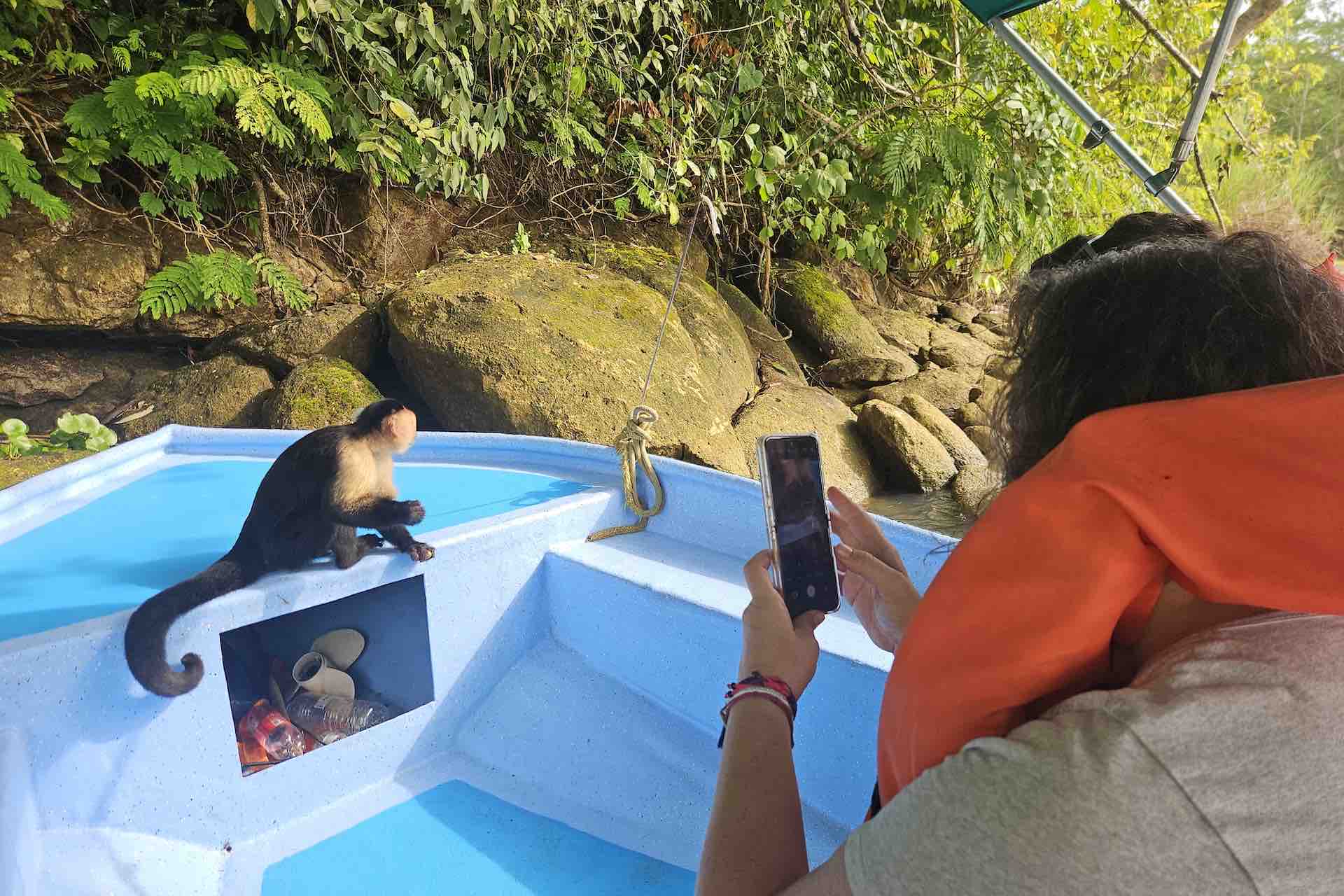 Capuchin monkey on a Gatun Lake wildlife tour in Panama
