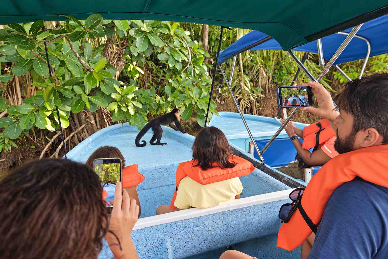 Monkey Island and Embera Village Tour – Capuchin Monkey Capuchin monkey beside a tour boat during a Monkey Island and Embera Village Tour in Panama