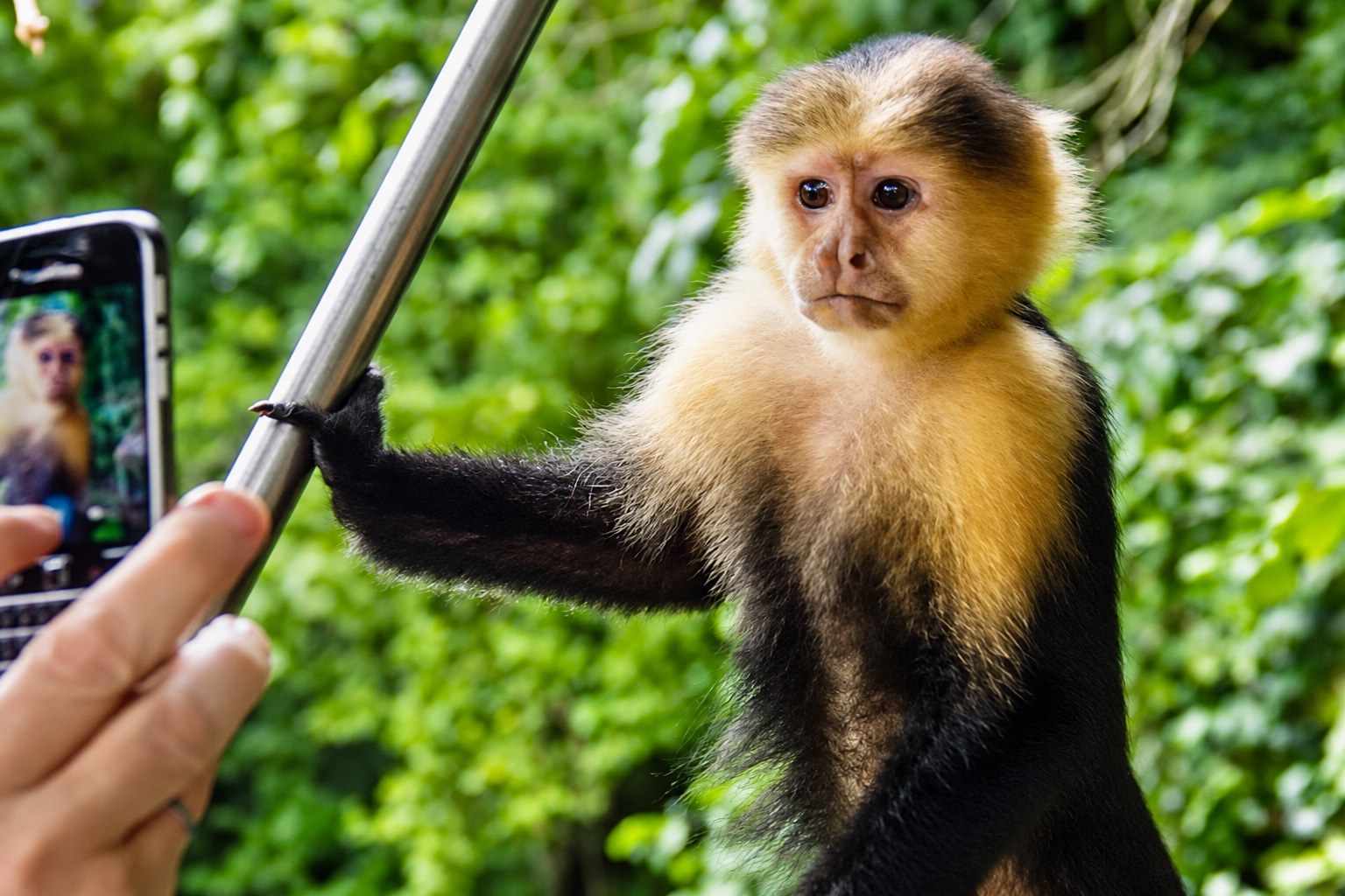 Monkey Island boat tour Panama: White-faced capuchin holding a boat canopy support as a visitor photographs it