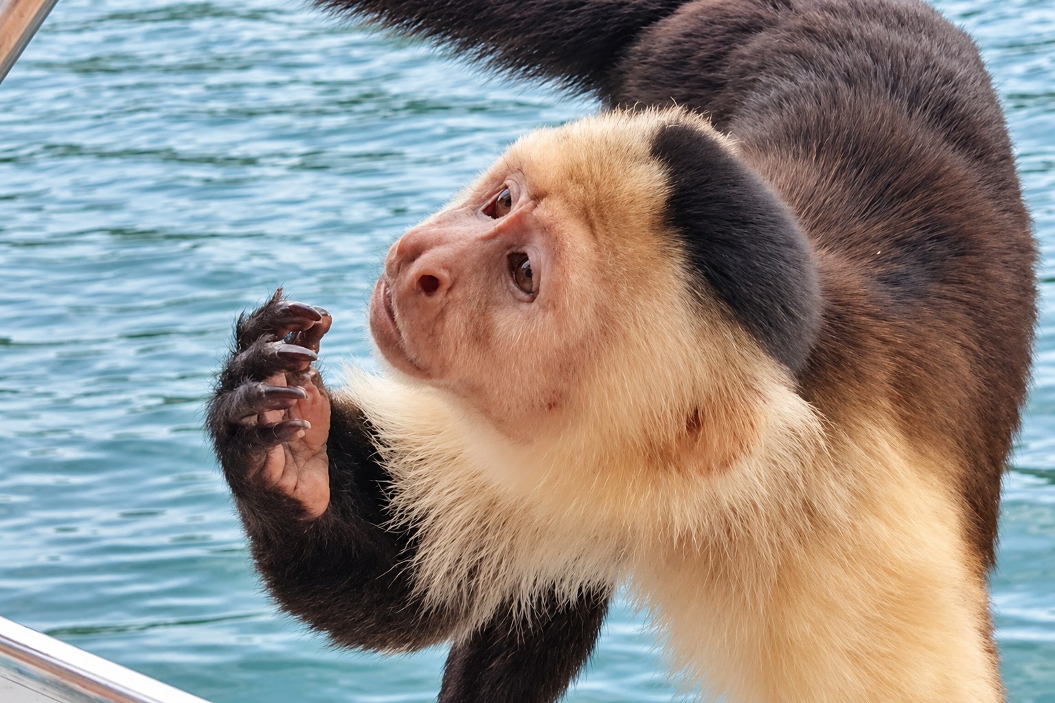 Monkey Island boat tour Panama: Close-up of a white-faced capuchin beside the water
