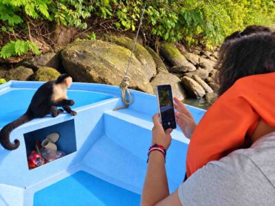 White-faced capuchin sitting on the bow during a Monkey Island Shore Excursion on a Monkey Island boat tour Panama