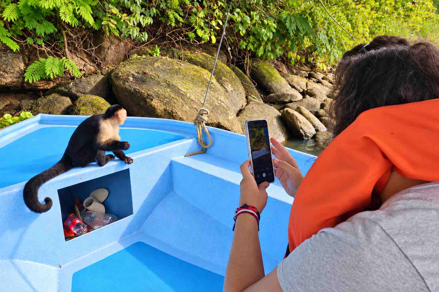 White-faced capuchin sitting on the bow during a Monkey Island Shore Excursion on a Monkey Island boat tour Panama