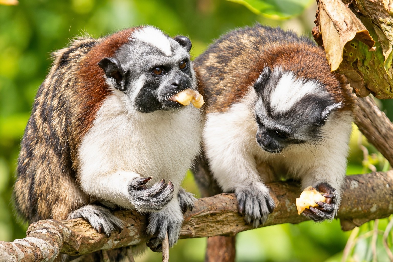 Monkey Island boat tour Panama: Two tamarin monkeys eating fruit while seated on a branch