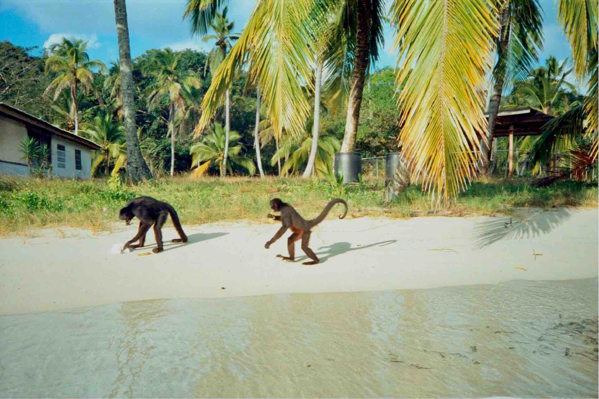 Isla Grande Panama monkeys on beach