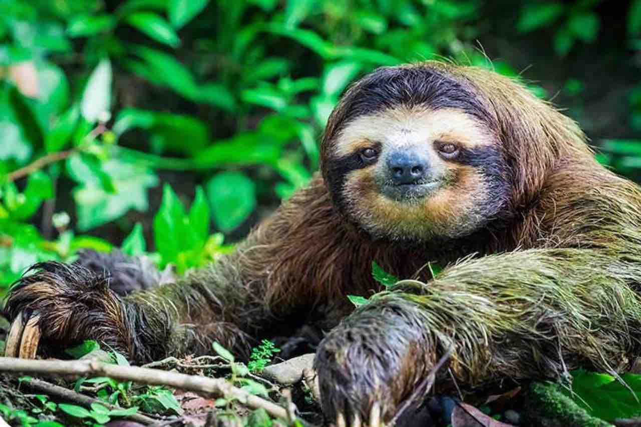 Monkey and Sloth Sanctuary tour sloth up close