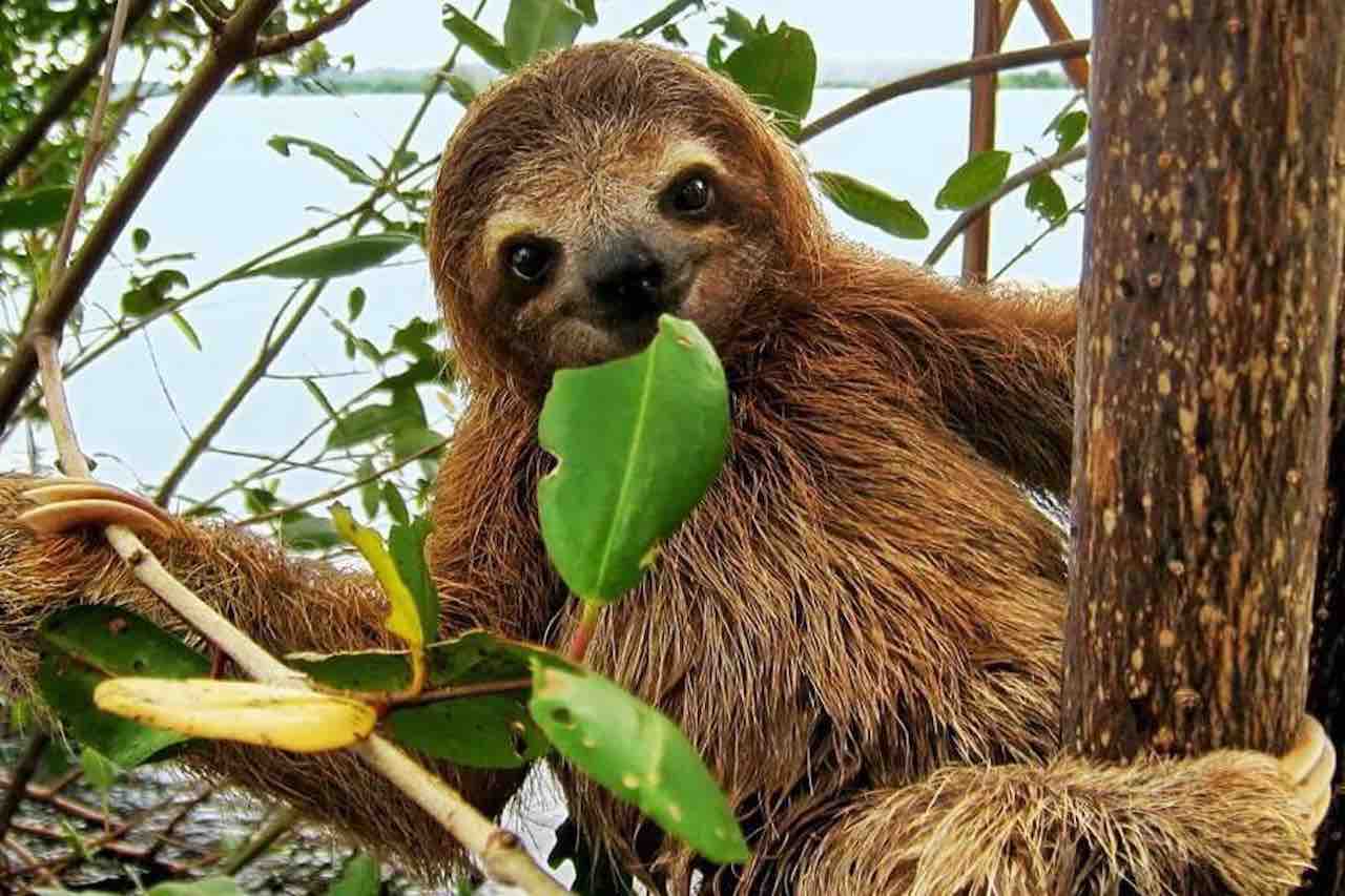 Sloth eating a leave during tour in Panama