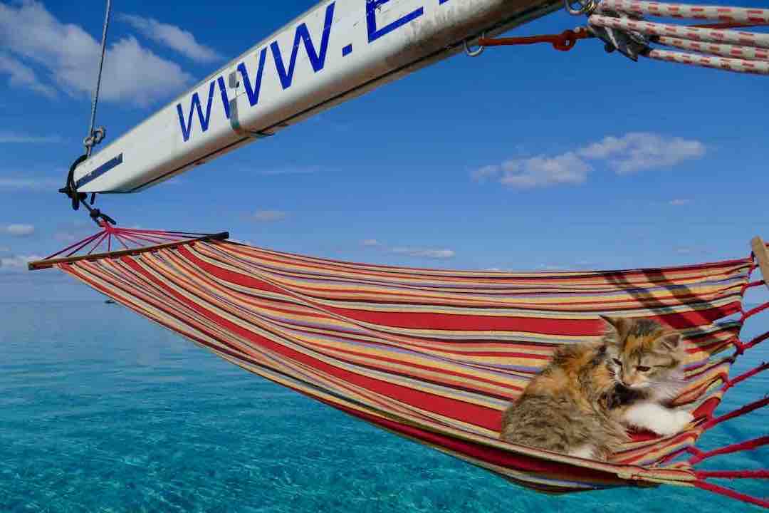 Maverick sailboat cat in hammock