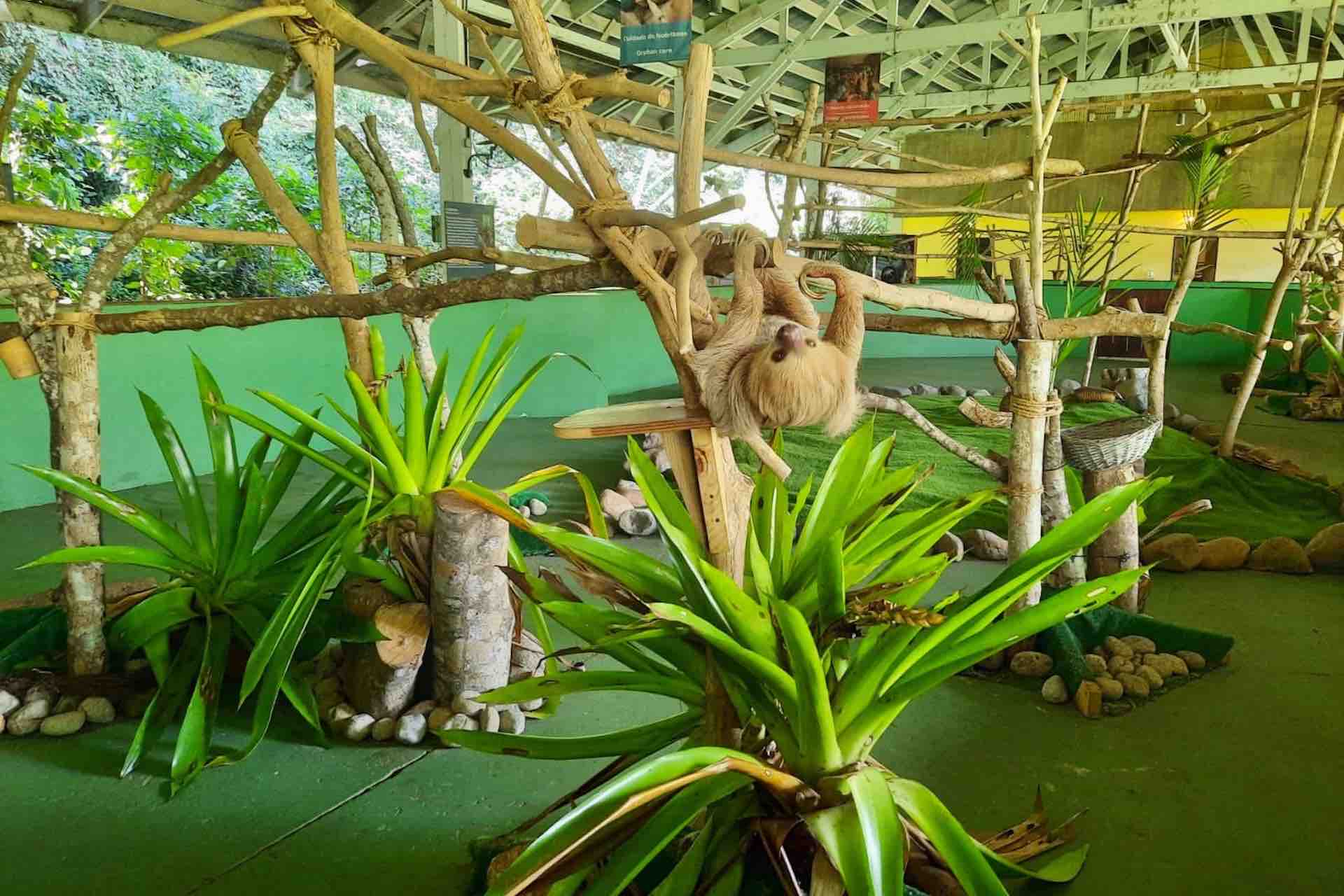 Panama Monkey Island and Sloth Sanctuary tour exhibit sloth
