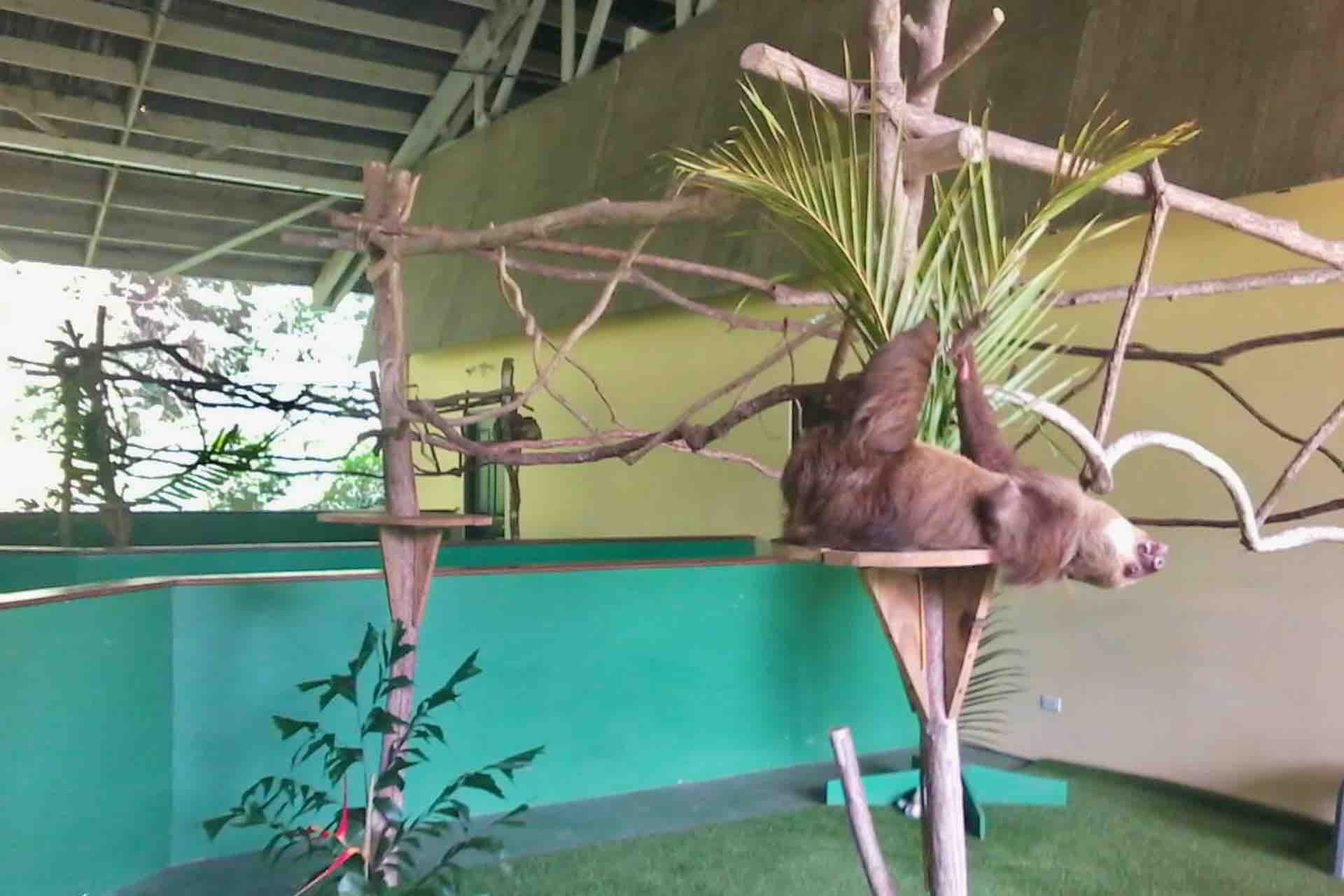 Panama Monkey Island and Sloth tour exhibit
