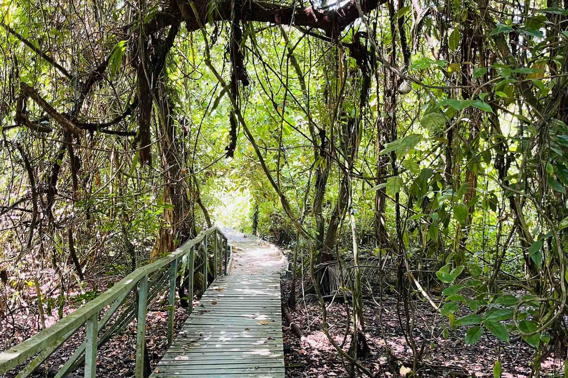 Zapatilla Island Tour Bocas del Toro trail