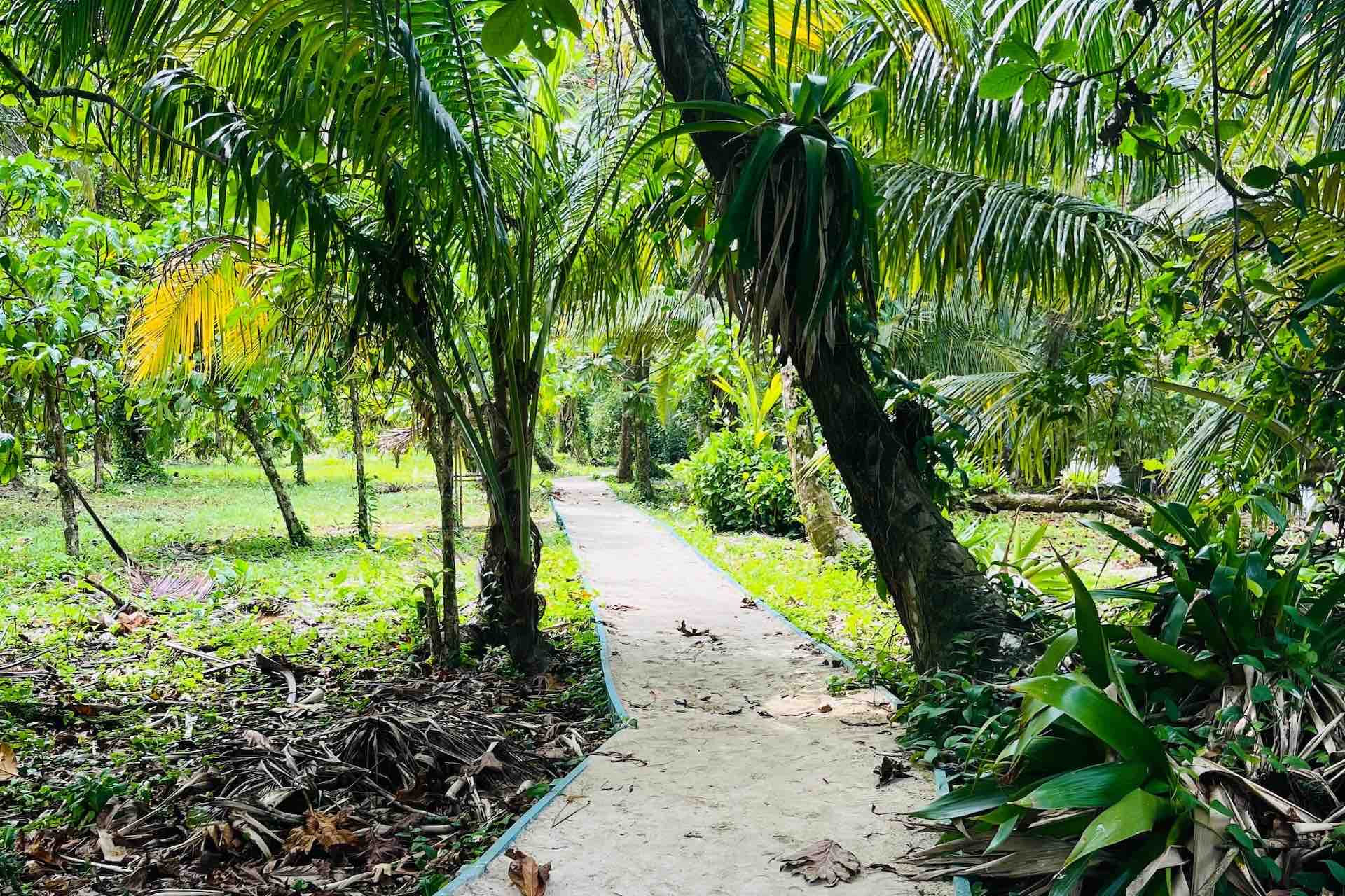 Zapatilla Island Tour Bocas del Toro walking trail
