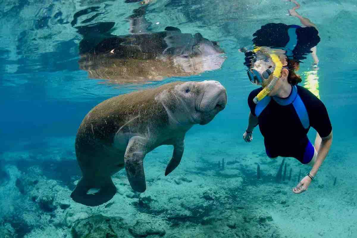 Manatee Wildlife in Bocas del Toro, Panama Manatee swimming with snorkeler in Bocas del Toro, Panama