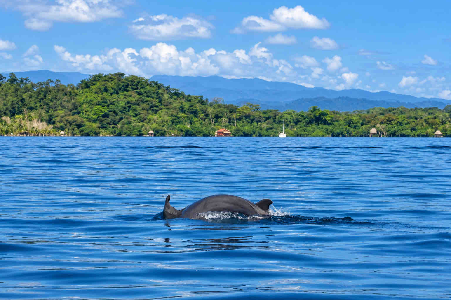 Dolphin surfacing in blue water with a forested shoreline behind it in Bocas del Toro.
