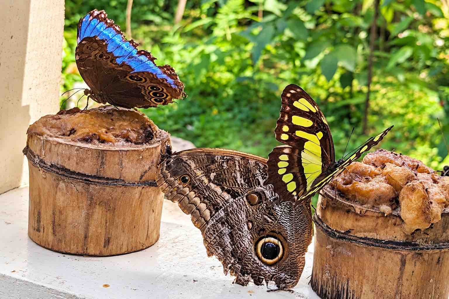 Monkey Island Panama Tour image: butterflies with blue, brown and yellow markings on a wooden feeder