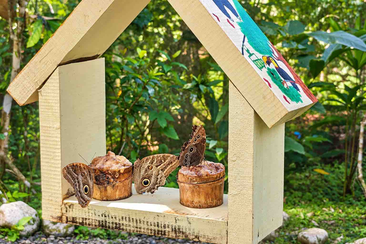 Monkey Island Panama Tour image: brown butterflies feeding on fruit in a wooden feeding station