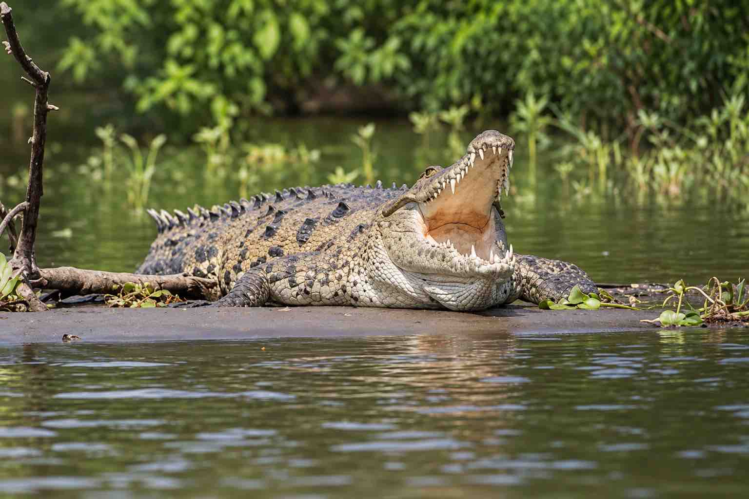 Gatun Lake Wildlife near Monkey Island Panama Crocodile resting with its mouth open on a muddy bank beside calm water and tropical vegetation
