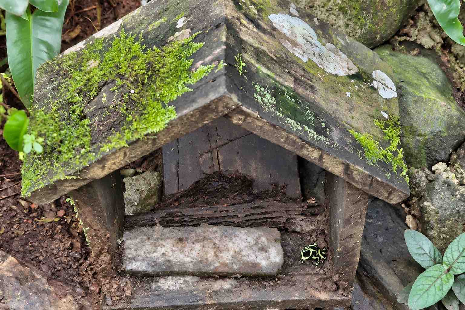 Monkey Island Panama Tour image: small black and green frog beside a wooden shelter in a planted exhibit