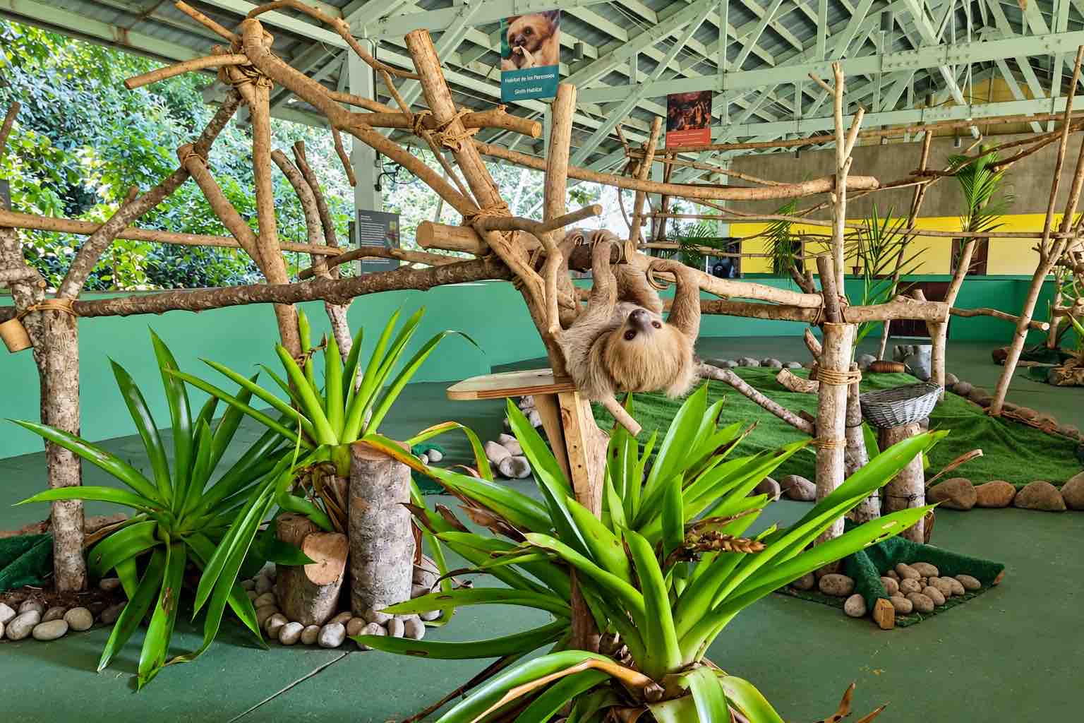 Monkey Island Panama Tour image: sloth hanging among wooden branches and green plants