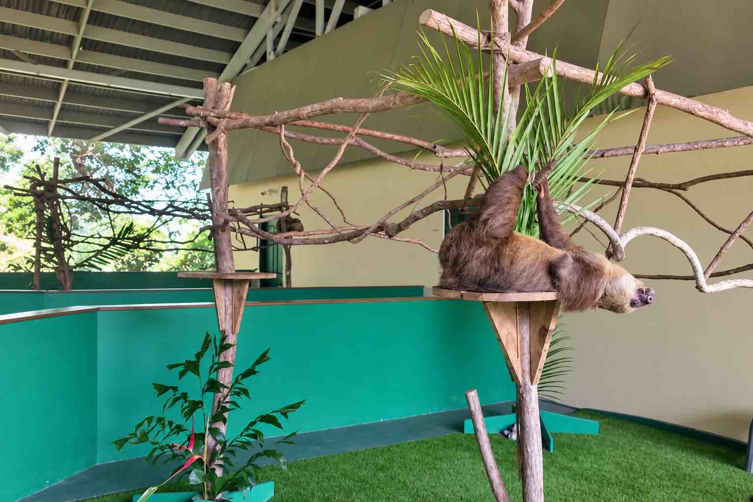 Monkey Island Panama Tour image: sloth resting on a wooden platform beneath climbing branches