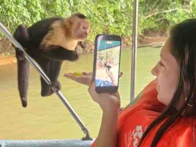 Capuchin monkey on a Monkey Island and Sloth Sanctuary tour in Panama