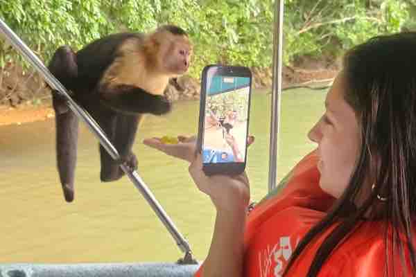 Capuchin monkey on a Monkey Island and Sloth Sanctuary tour in Panama