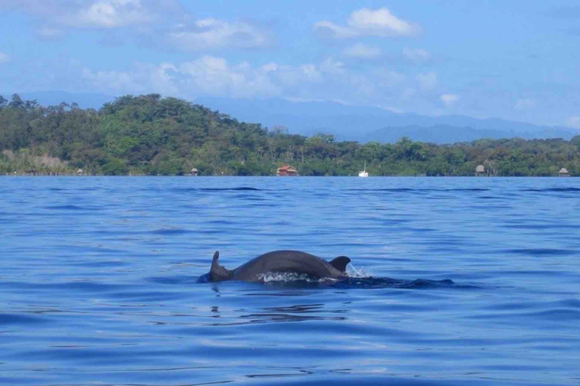 bocas del toro zapatilla island tour dolphins