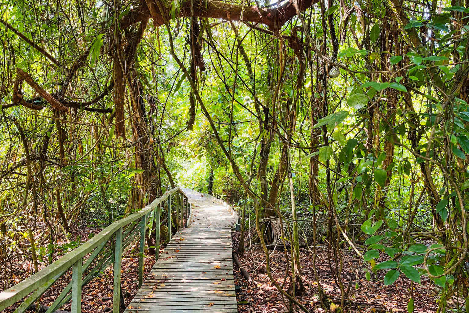 Wooden footbridge leading through dense tropical vegetation on an island trail.