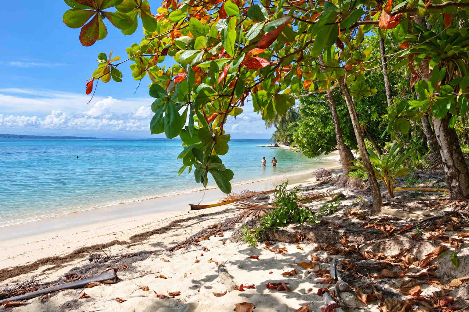 Shaded Zapatilla Island beach beneath leafy trees, with travelers in the shallows.