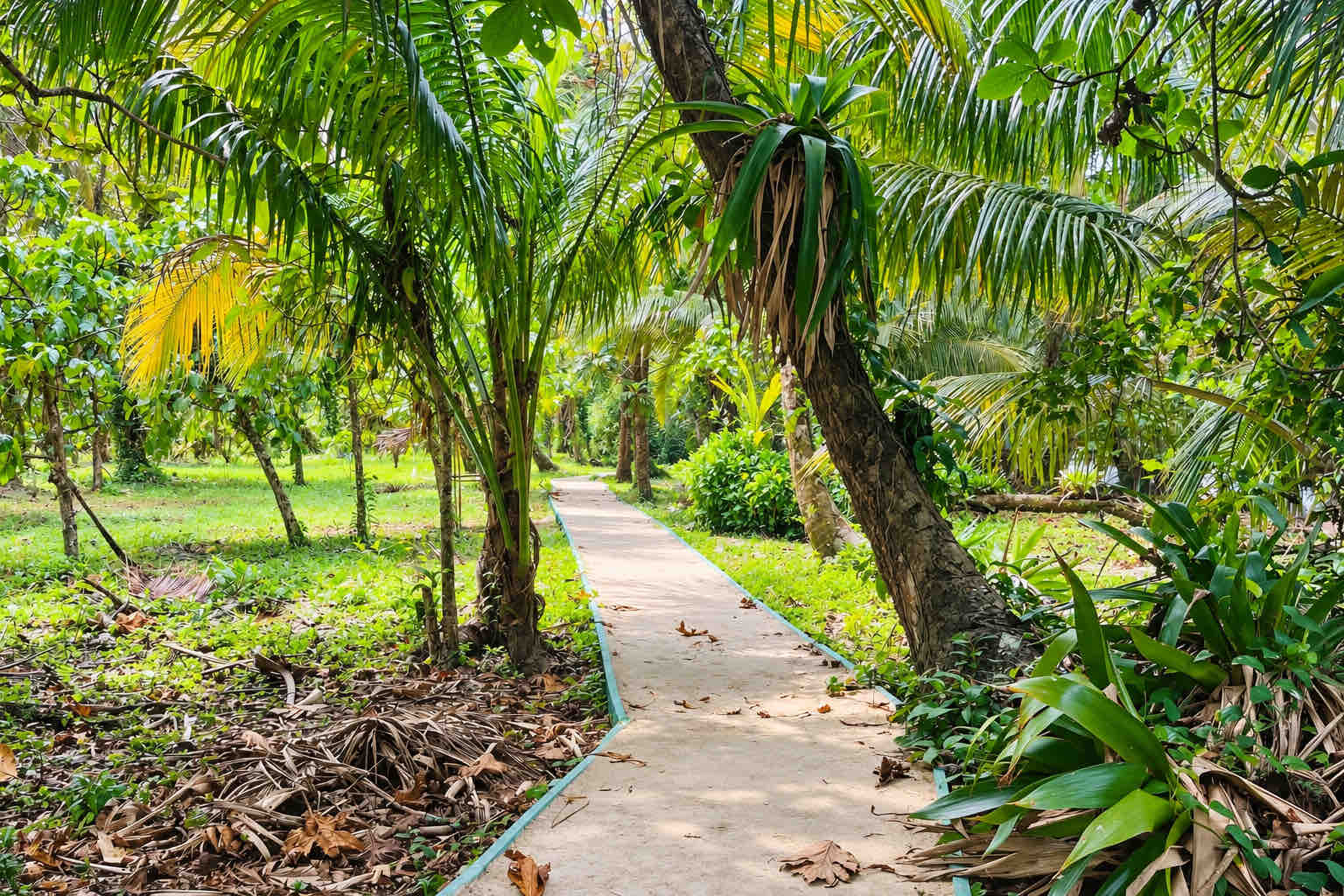 Walking path through lush tropical vegetation on Zapatilla Island.