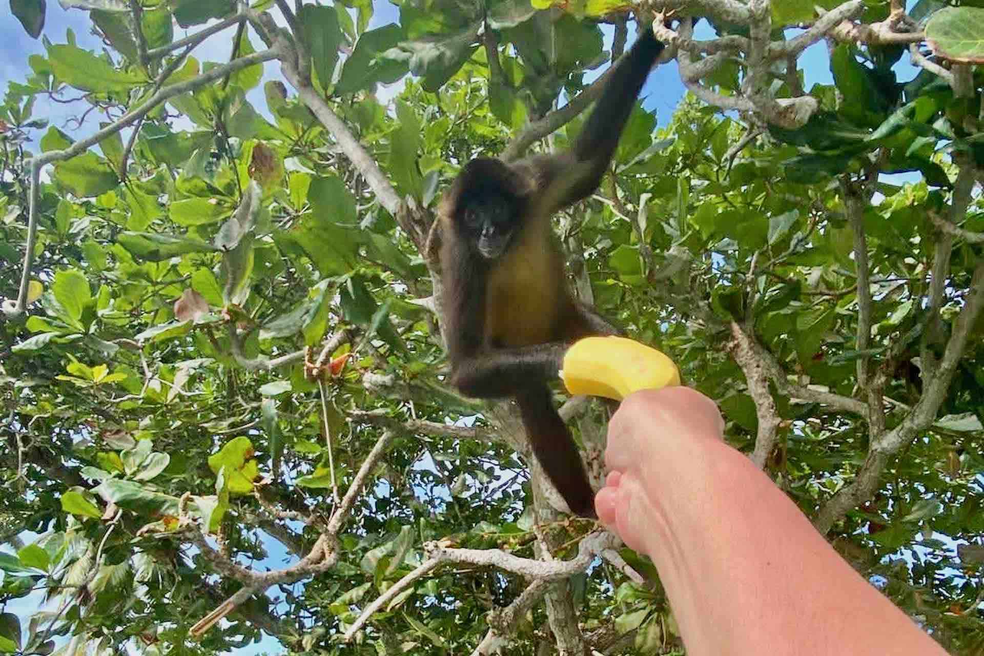 Isla Grande Panama Caribbean Coast island hopping monkey taking banana from guest