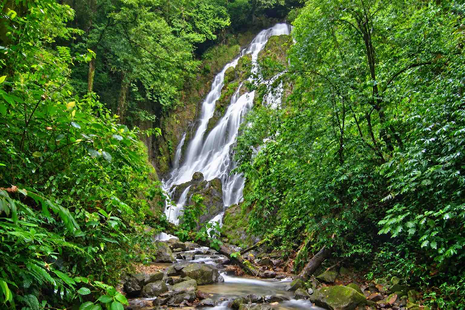 Waterfall and rocky stream framed by dense green forest