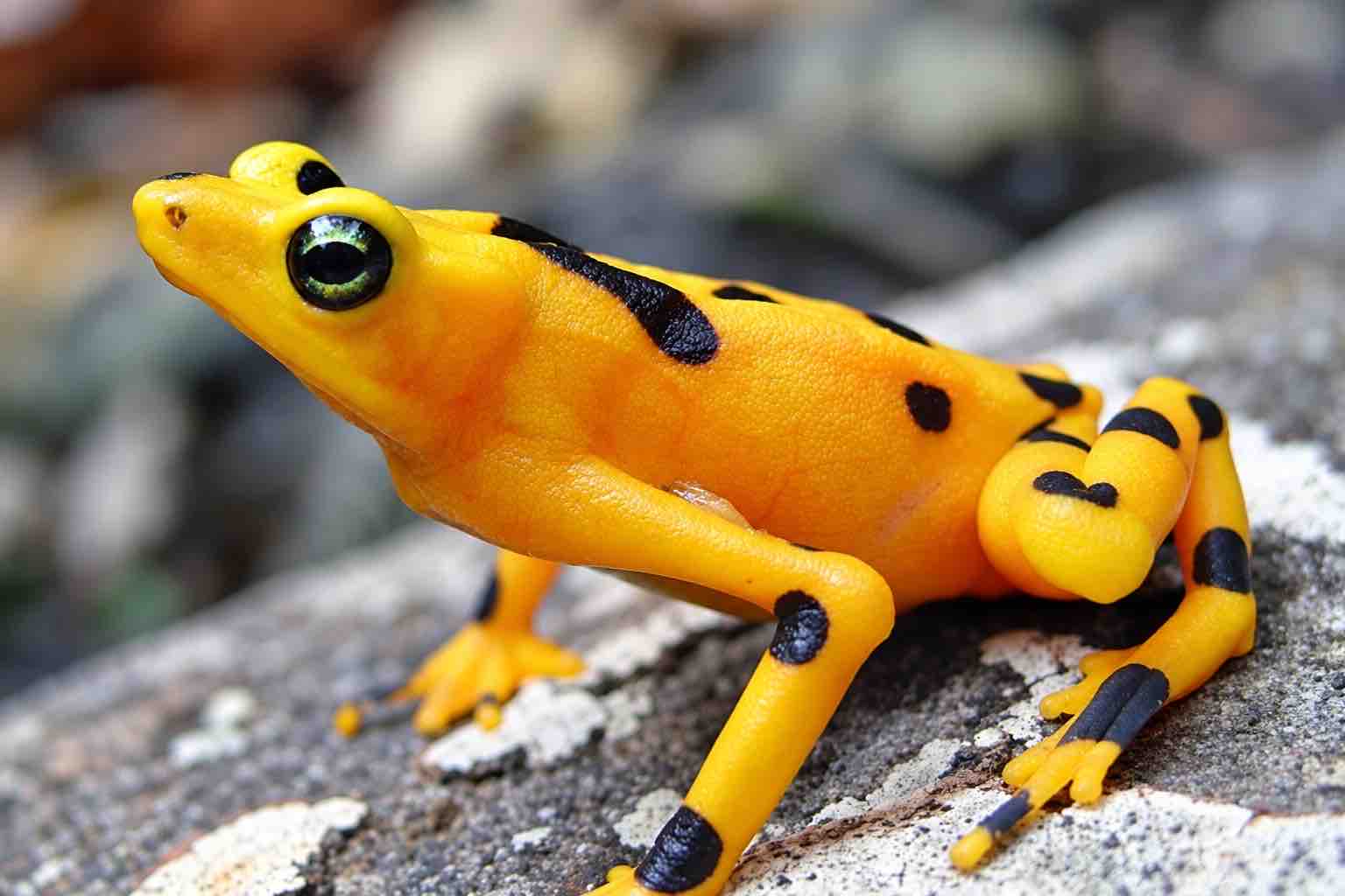 Panamanian Golden Frog – El Valle de Anton Close-up of a yellow frog with black spots on a rock
