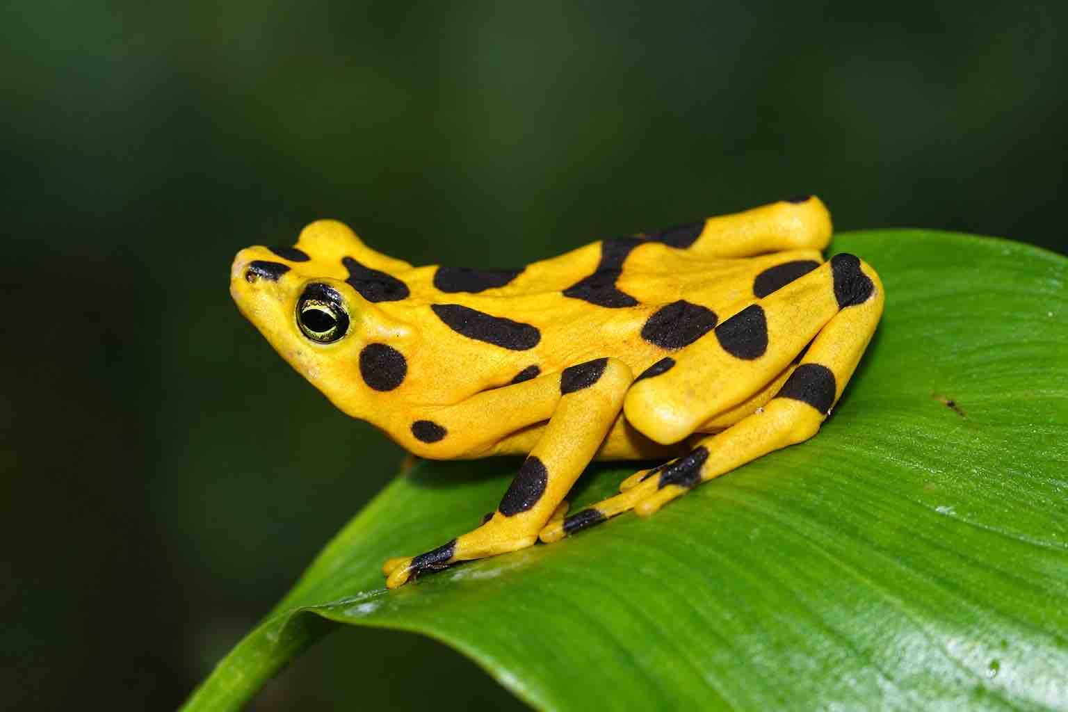 Yellow frog with black markings resting on a green leaf
