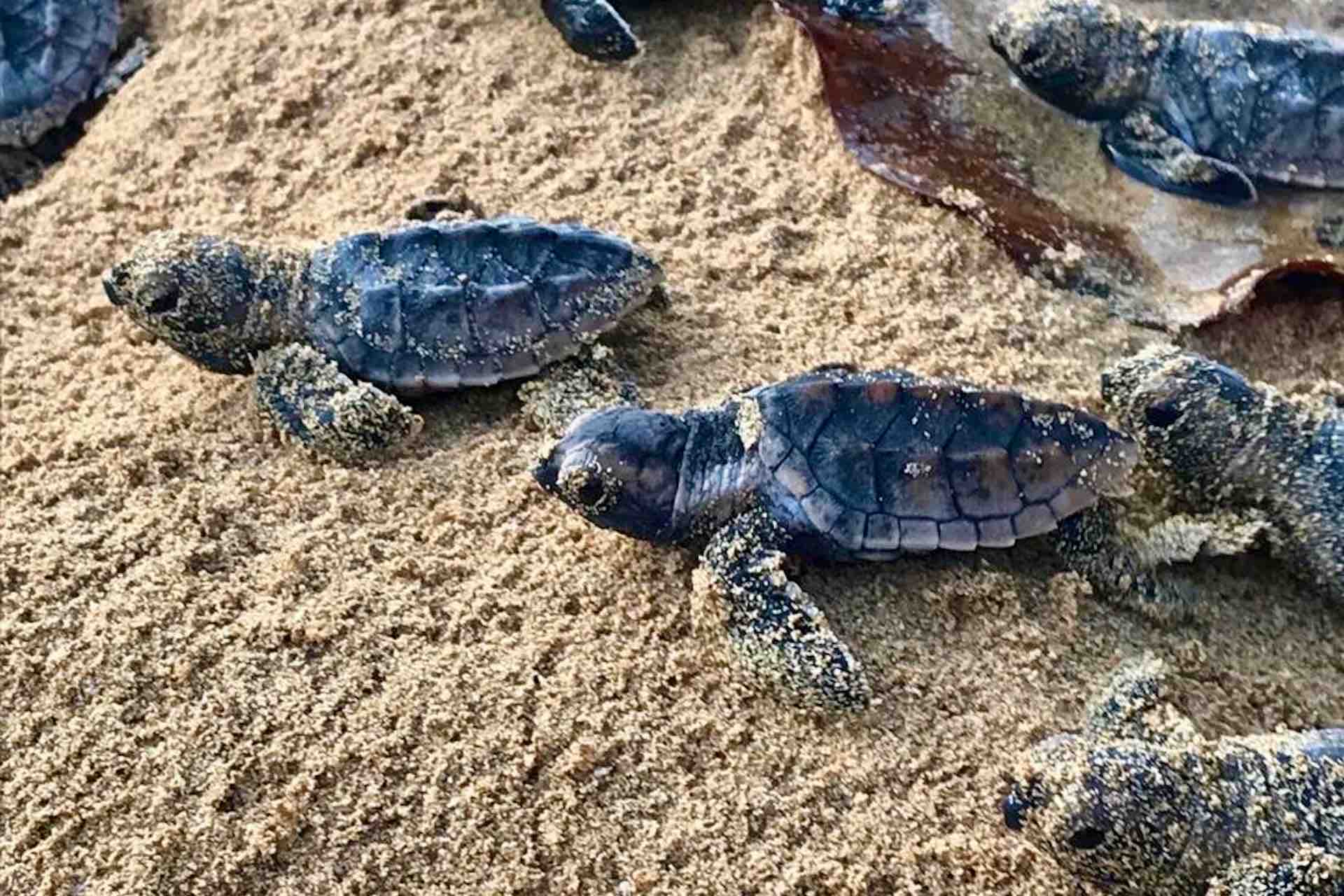 San san pond sak baby turtle release tour bocas del toro panama